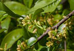 Lanceleaf buckthorn